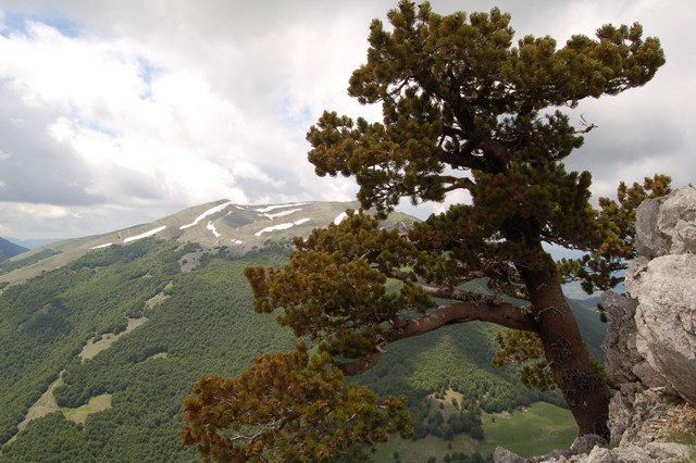 Parco Nazionale del Pollino-pino loricato