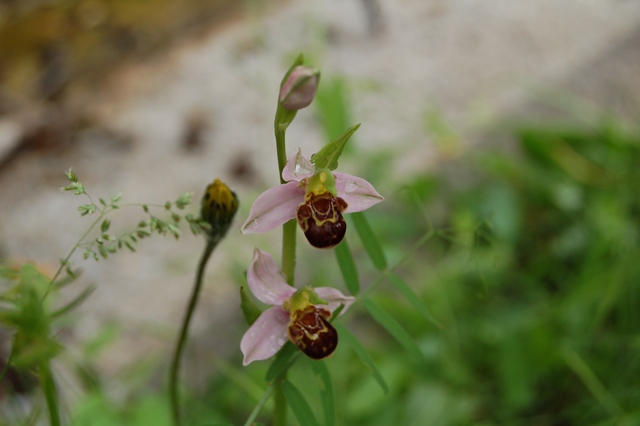 Parco Nazionale del Pollino