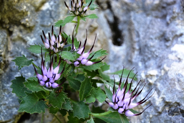 Pale di San Martino-raponzolo di roccia