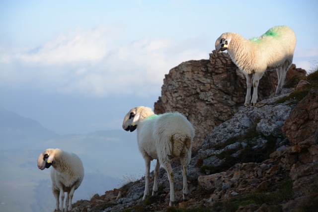 Giro del Sassopiatto e Sassolungo
