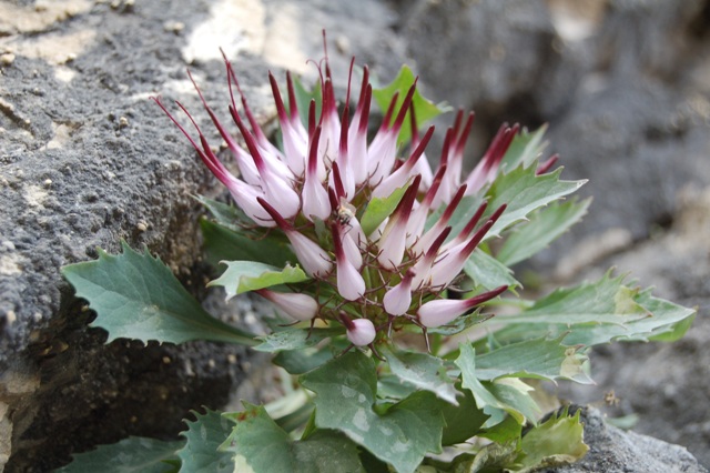 Raponzolo di roccia