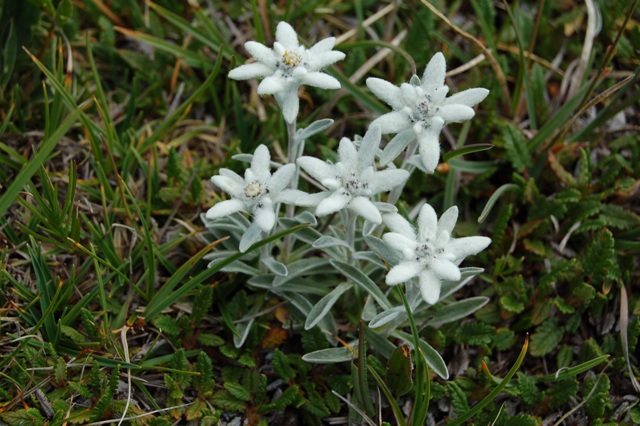 Stelle alpine