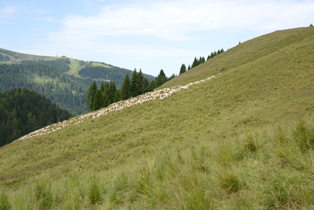 Passo Brocon - Trodo dei fiori