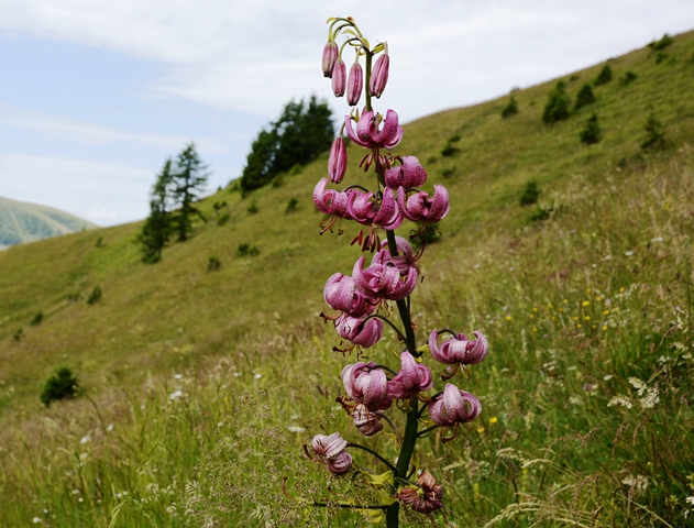 Passo Brocon - Trodo dei fiori