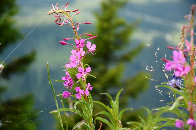 Passo Brocon - Trodo dei fiori