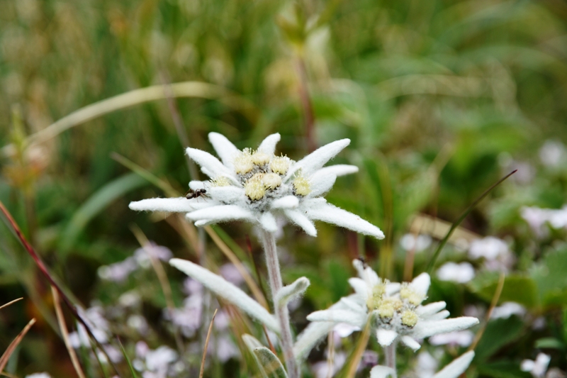 Val Formazza-stella alpina