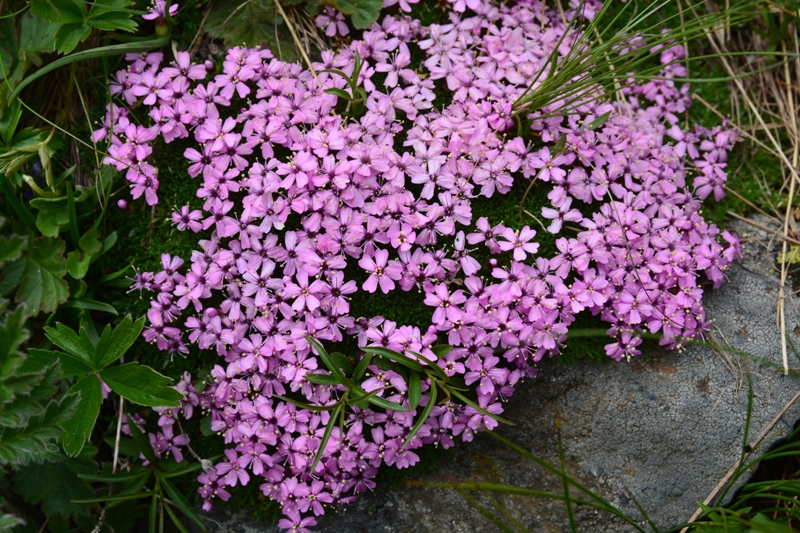 Val Formazza-Silene acaulis - Pan di Marmotta