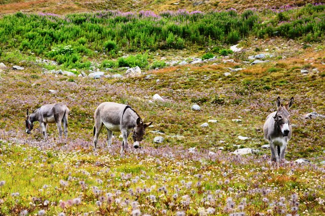 Valle d'Aosta - laghi del Nivolet