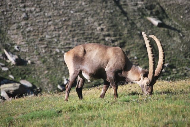 Da Valnontey alla val Savarenche