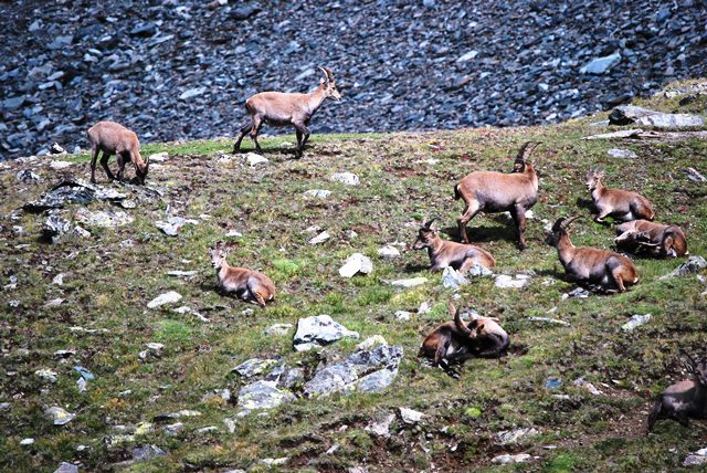 Da Valnontey alla val Savarenche